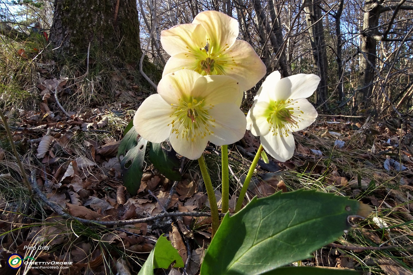 14 Ellebori in fiore.JPG